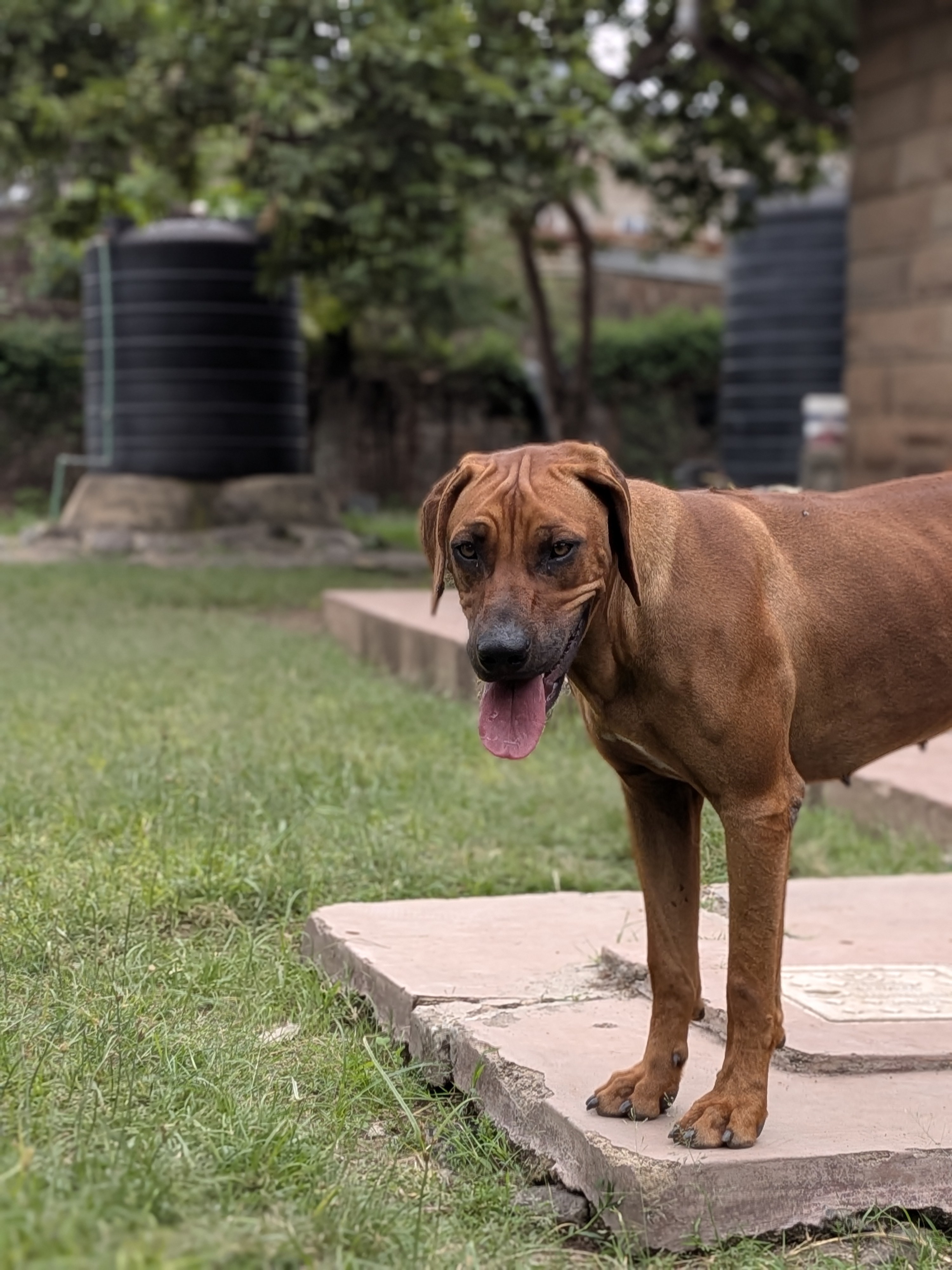 Rhodesian Ridgeback resting in the sun