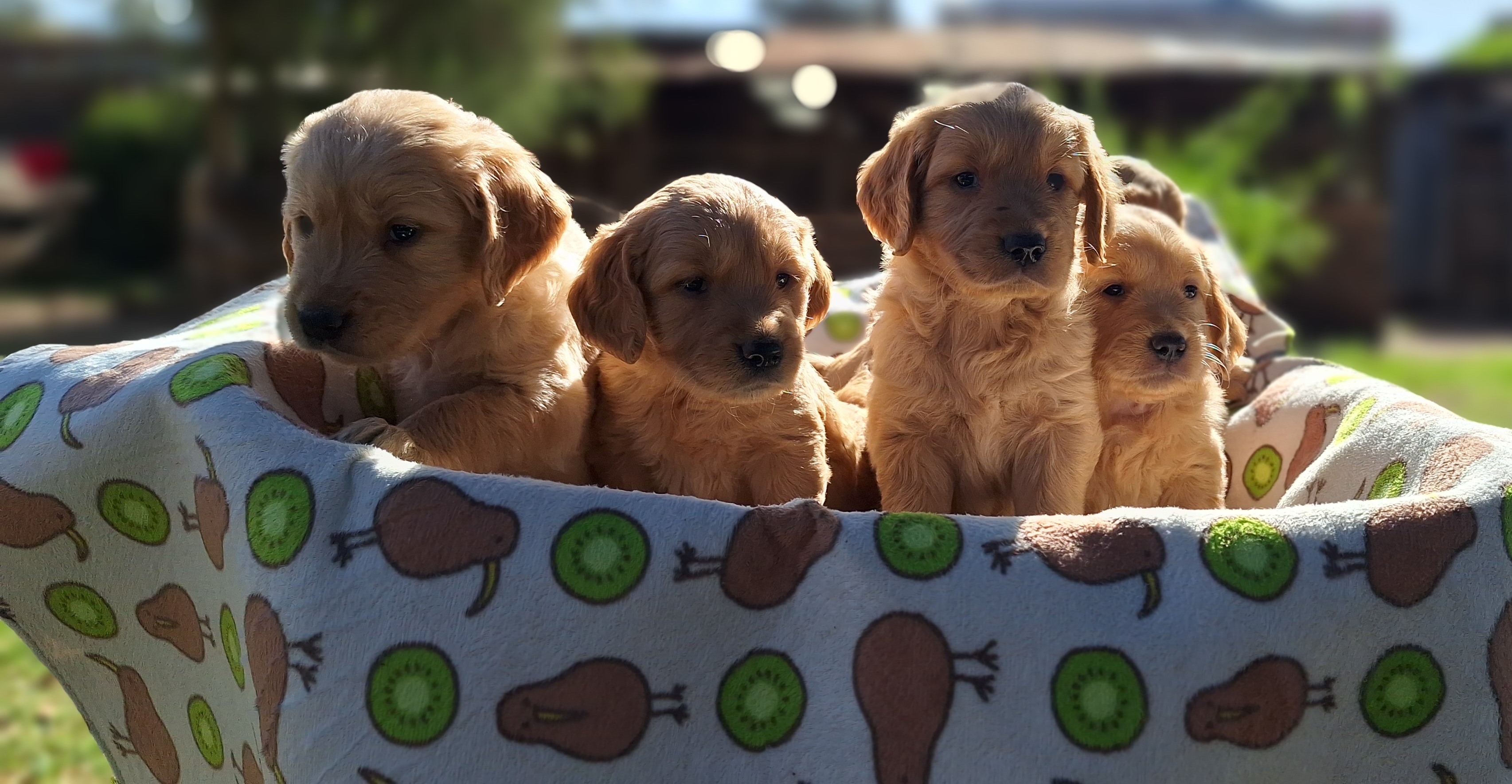 Life at Koshi Kennels facility