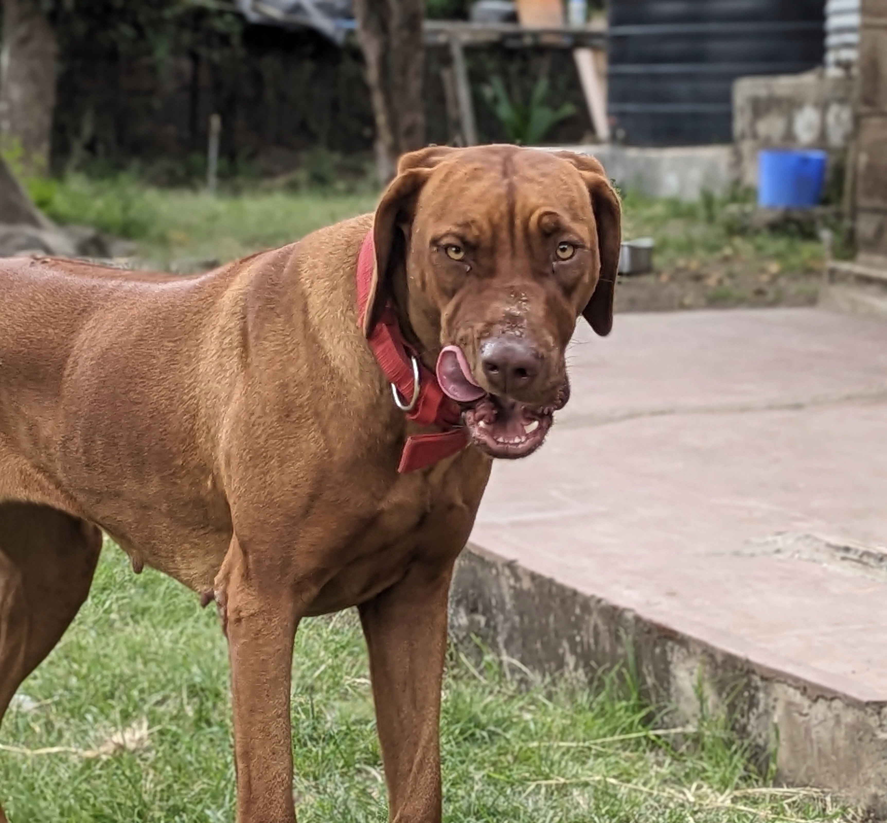 Koshi dog competing in show ring
